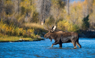 Animal Moose HD Wallpaper