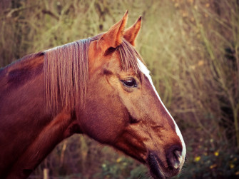 Horses Animals Nature Ride Pasture Pferdeportrait Horse Head Wallpaper
