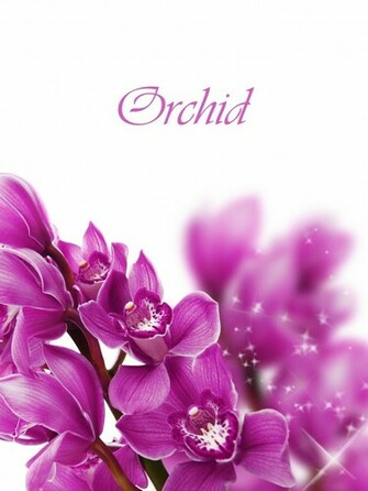 Purple Orchid Wallpaper