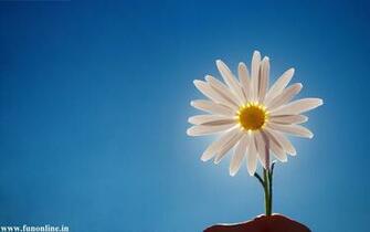 Daisy Wallpaper Stunning Daisies HD For