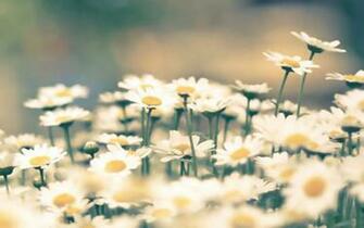 Wallpaper Flowers By Analaurasam