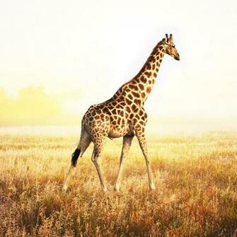 Cute Giraffe iPhone Wallpaper
