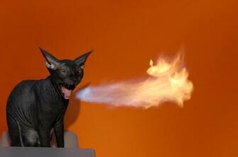 Image Cats Flame Animals Colored Background