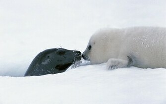 Baby Seal Photo