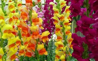 Wallpaper Gladioli Flowers Garden Green Bright Colorful