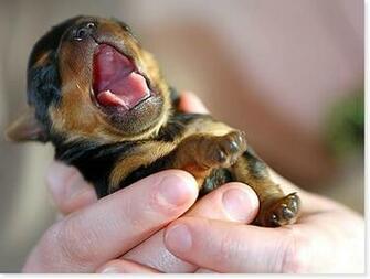 The Cutest Baby Puppy Ever Picture