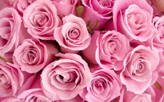 Pink Flower Rose Nature HD Wallpaper