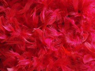 Red Feathers Down HD Wallpaper