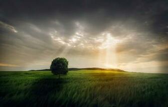 Wallpaper Field The Sky Rays Light Tree Image For Desktop