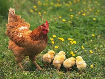 Wallpaper Index Pets Baby Chick And Duckling11