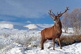 Deer Cool Wallpaper HD Desktop Widescreen Tablet