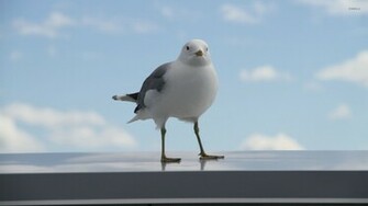 Seagull Wallpaper Animal
