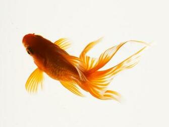 Goldfish Wallpaper