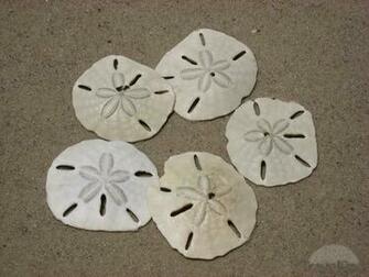 Pin Sand Dollar Photo Animal Pictures Wallpaper Photos