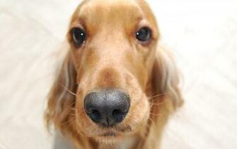 Cocker Spaniel Wallpaper Mansion