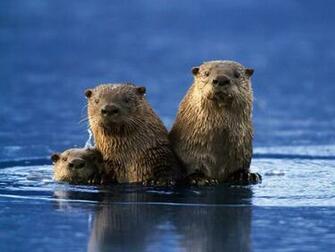 Sea Otter Wallpaper