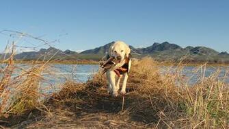 Hunting Desktop Wallpaper Pictures Photos Cool