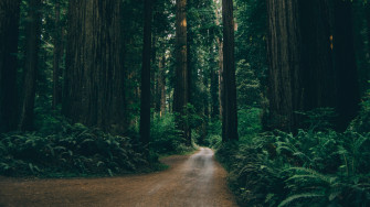 Forest Road 4k Wallpaper