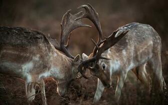 Beautiful Wallpaper Deer