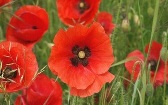 Red Poppies Wallpaper