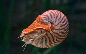 Wallpaper Nautilus Pompilius En Chambered De