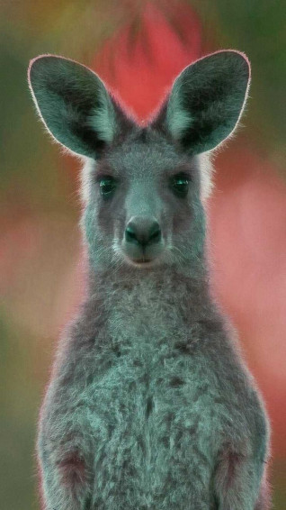 Kangaroo Wallpaper Discover More African Animal Australia Grey