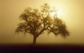 Tag Early Morning Fog Wallpaper Background Photos Image And
