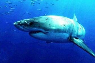 Source Url Smscs Photo Shark Html