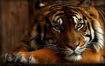 Animals Tigers Lions Pictures Tiger Wallpaper HD