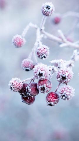Wonderful Winter World iPhone X Wallpaper Preppy