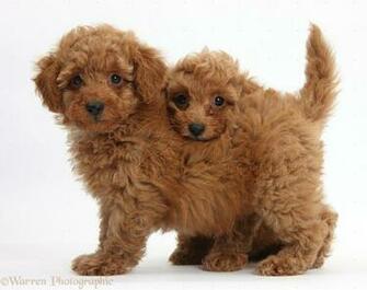 Toy Poodle Puppies Red