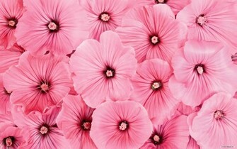 Flowers Wallpaper HD Pictures One Background