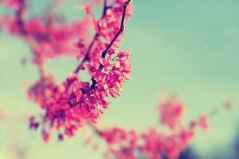 Vintage Photography Wallpaper Desktop Creatives