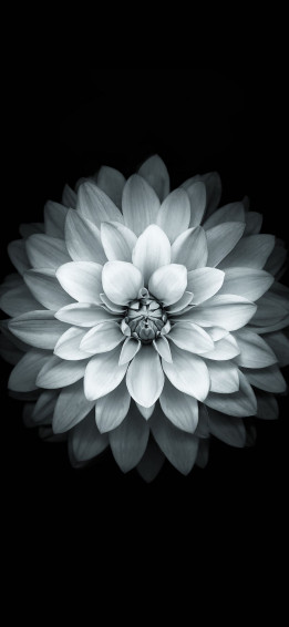 White Flower iPhone Wallpaper