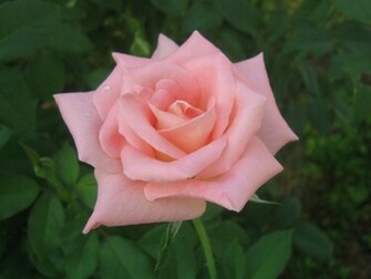 Single Roses Wallpaper