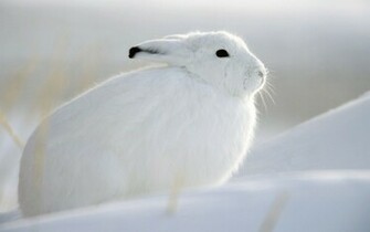 Wallpaper Of A White Rabbit In The Snow HD Rabbits