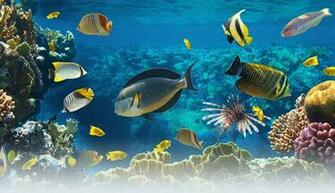 Aquaculture School Projects