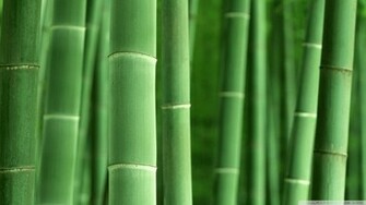 Green Bamboo Wallpaper