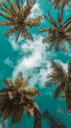 Ideas For Cute Wallpaper That Bring The Summer Vibe
