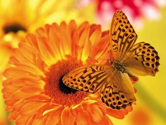 Tag Butterfly Desktop Background Wallpaper Photos Image And