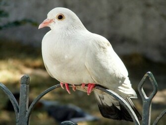 White Dove High Quality Wallpaper Cute Pure