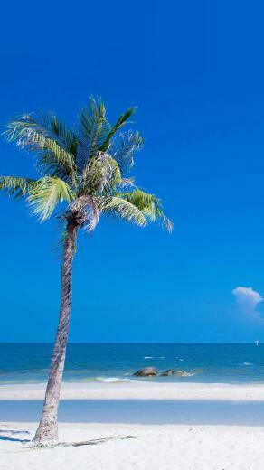 Go Back Gallery For Palm Trees iPhone Wallpaper