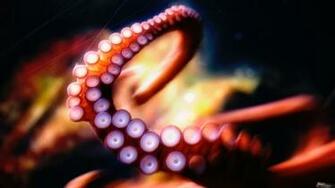Octopus Wallpaper HD