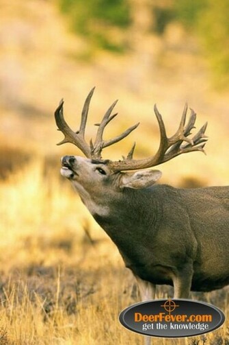 Big Buck Wallpaper Deer S Tagged Background