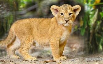 Wild Animals Wallpaper Forest