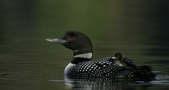 Loon Wallpaper