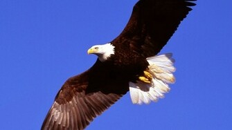 Wallpaper U 3d Flying Bald Eagle HD