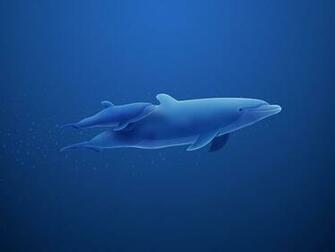 Dolphins Desktop Wallpaper Vladstudio