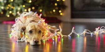 Christmas Dog Wallpaper Top Background