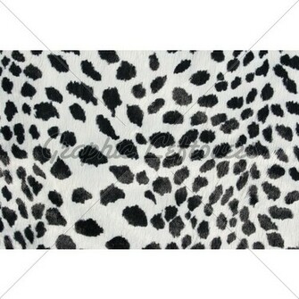 Close Up Of Black And White Dalmatian Spots